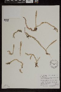 Lycopodiella inundata image