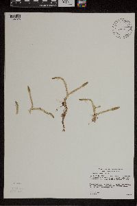 Lycopodiella inundata image