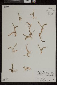 Lycopodiella inundata image