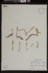Lycopodiella inundata image