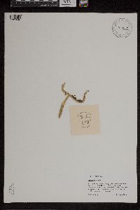 Lycopodiella inundata image