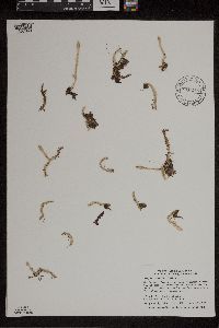 Lycopodiella inundata image