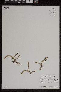Lycopodiella inundata image