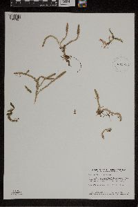 Lycopodiella inundata image