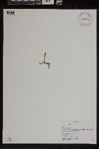 Lycopodiella inundata image