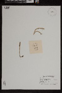 Lycopodiella inundata image