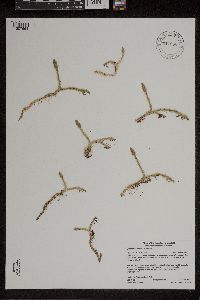 Lycopodiella inundata image