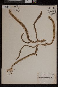 Lycopodiella alopecuroides image