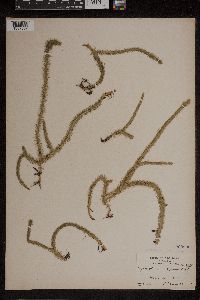 Lycopodiella alopecuroides image
