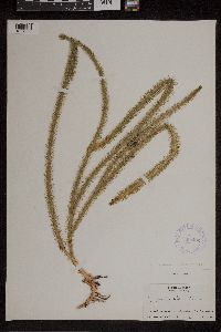 Lycopodiella alopecuroides image