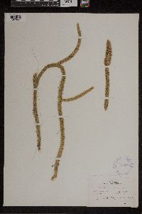 Lycopodiella alopecuroides image