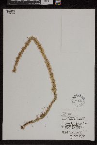 Lycopodiella alopecuroides image