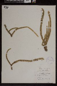 Lycopodiella alopecuroides image