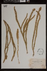 Lycopodiella alopecuroides image