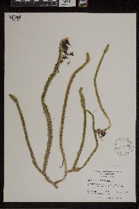 Lycopodiella alopecuroides image