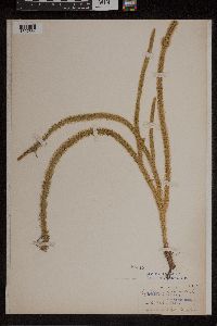 Lycopodiella alopecuroides image