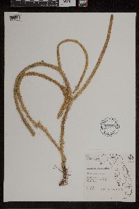 Lycopodiella alopecuroides image