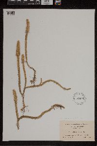Lycopodiella alopecuroides image