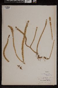 Lycopodiella alopecuroides image