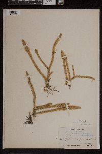 Lycopodiella alopecuroides image