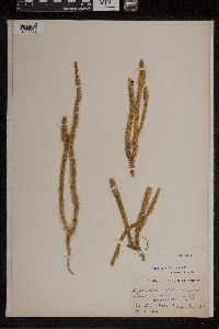 Lycopodiella alopecuroides image