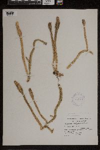Lycopodiella alopecuroides image