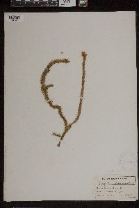 Lycopodiella alopecuroides image