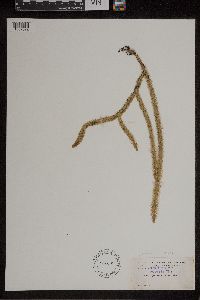 Lycopodiella alopecuroides image