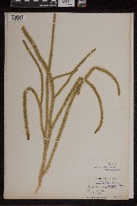 Lycopodiella alopecuroides image