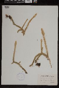 Lycopodiella alopecuroides image