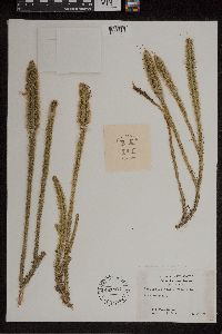 Lycopodiella alopecuroides image