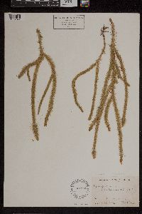 Lycopodiella alopecuroides image