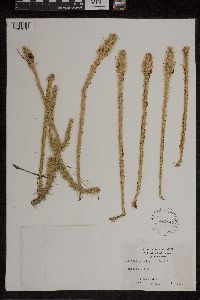 Lycopodiella alopecuroides image