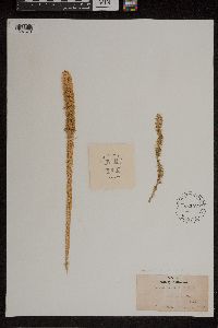 Lycopodiella alopecuroides image