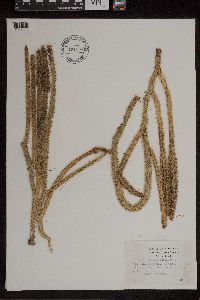 Lycopodiella alopecuroides image