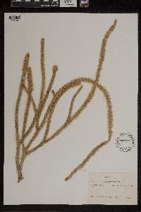 Lycopodiella alopecuroides image