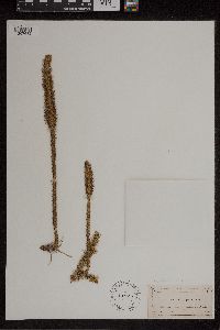 Lycopodiella alopecuroides image