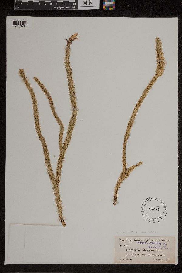 Lycopodiella image