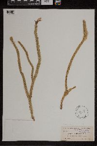 Lycopodiella alopecuroides image