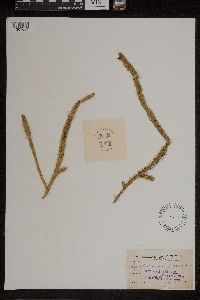 Lycopodiella alopecuroides image