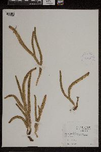 Lycopodiella alopecuroides image