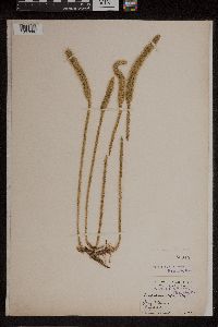 Lycopodiella alopecuroides image