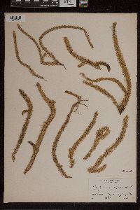 Lycopodiella alopecuroides image