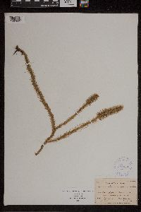 Lycopodiella alopecuroides image