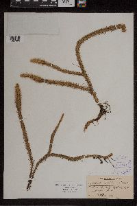 Lycopodiella alopecuroides image