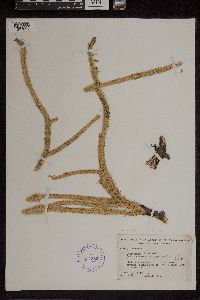 Lycopodiella alopecuroides image