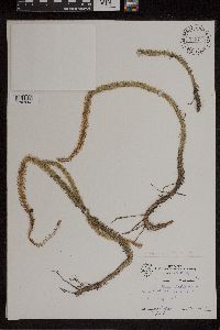 Lycopodiella alopecuroides image