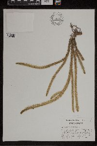 Thumbnail image of current specimen
