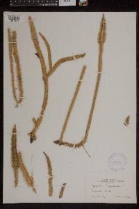 Lycopodiella alopecuroides image