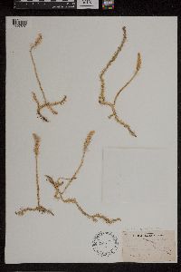 Thumbnail image of current specimen